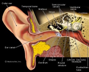 image of ear anatomy